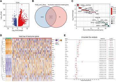 Identification of a nucleotide metabolism-related signature to predict prognosis and guide patient care in hepatocellular carcinoma